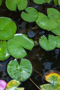 High angle view of lily leaves floating on lake