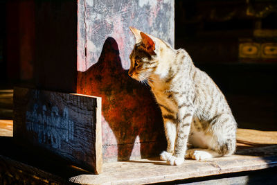 Cat sitting on table