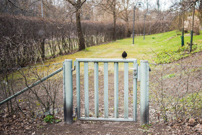 Bird perching on gate