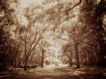 Road passing through trees