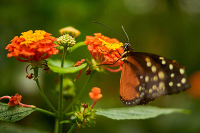 Close-up of butterfly pollinating on flower