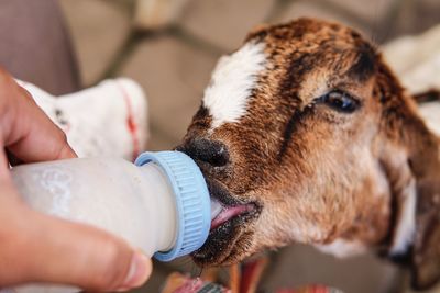 Close-up of hand feeding goat
