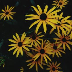 Close-up of fresh yellow flowers blooming outdoors