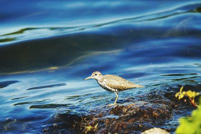 Seagull perching on a sea