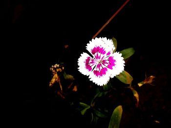 Close-up of pink flower against black background