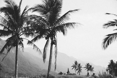 Palm trees against clear sky