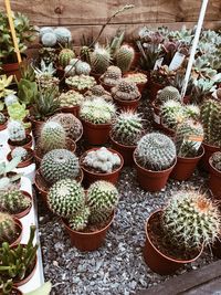 High angle view of potted plants in greenhouse