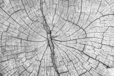 Full frame shot of tree stump , plant year ring 