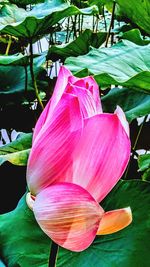 Close-up of pink flowers blooming outdoors