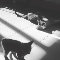 Portrait of cat relaxing on tiled floor