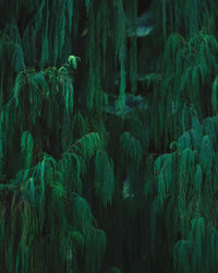 Full frame shot of trees in forest