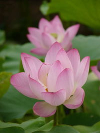 Close-up of pink lotus water lily