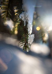 Close-up of pine tree during winter