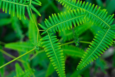 Close-up of green leaves on plant