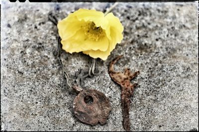 Close-up of yellow flowers