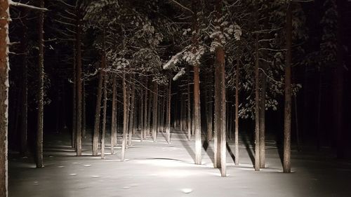 View of trees in forest at night