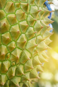 Close-up of yellow leaves