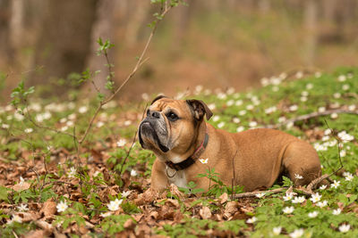 Close-up of dog looking away on field