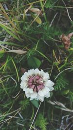 Close-up of flower blooming outdoors