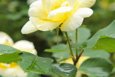 Close-up of raindrops on yellow flowering plant