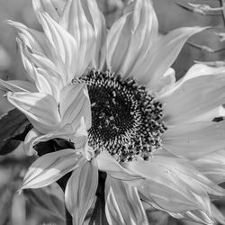Macro shot of flower