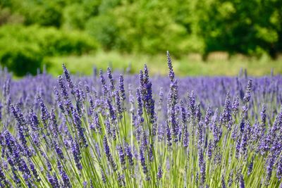 Close-up of purple flowering plants on field