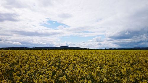 Scenic view of oilseed rape field against cloudy sky