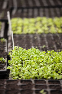 Close-up of plants growing in farm