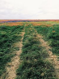 Scenic view of field against sky