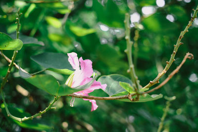 Close-up of pink flowering plant