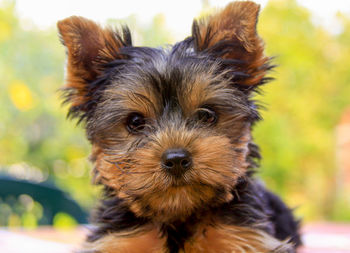 Close-up portrait of yorkshire terrier dog