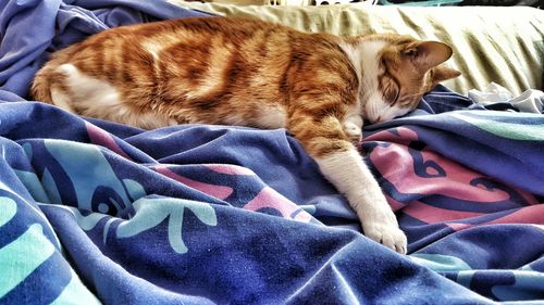 Cat sleeping on bed