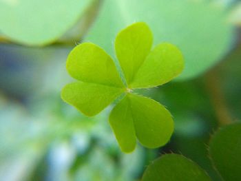 Close-up of plant leaves