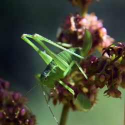 Close-up of insect on leaf