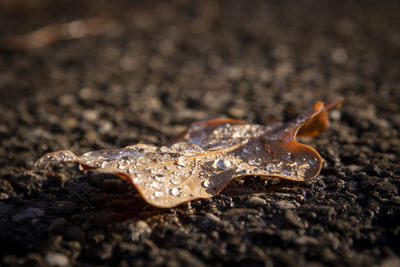 Close-up of crab on land