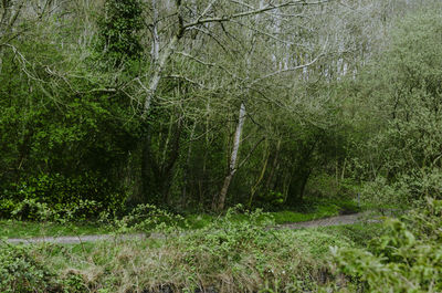 Scenic view of forest