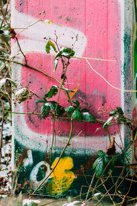 Close-up of ivy growing on abandoned building