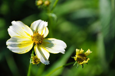 Close-up of yellow flowering plant