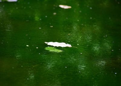 Close-up of wet leaves floating on lake