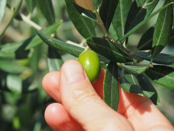 Cropped hand holding plant