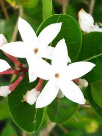 Close-up of white flowers blooming outdoors