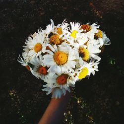 Close-up of hand holding flowers