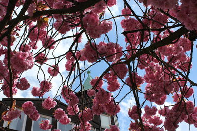 Low angle view of pink flowers blooming on tree