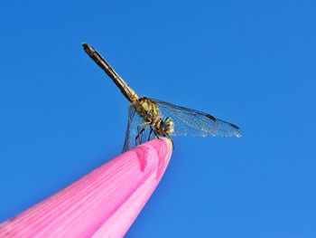 Low angle view of dragonfly against blue sky