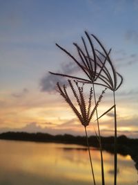 Close-up of silhouette plant against lake during sunset