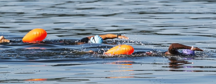 View of ducks swimming in sea