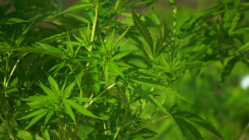 Close-up of fresh green plant