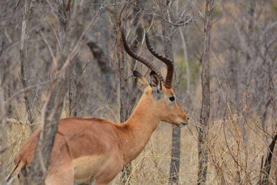 Deer in a field