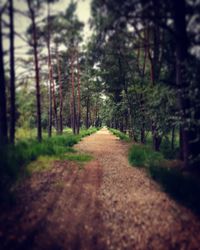 Footpath passing through forest