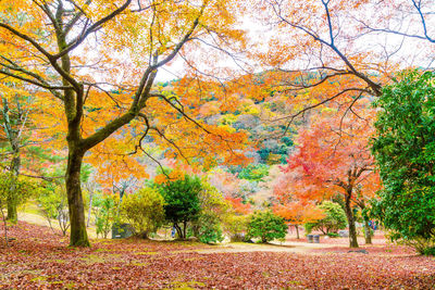 Trees in park during autumn